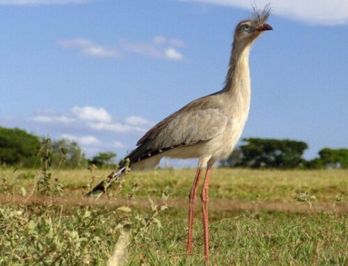 Biodiversidade do Cerrado: espécies, adaptações e conservação
