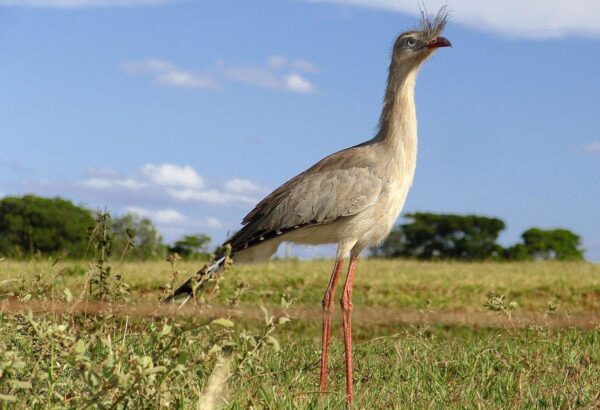 Cerrado, um dos mais ricos e diversos do mundo
