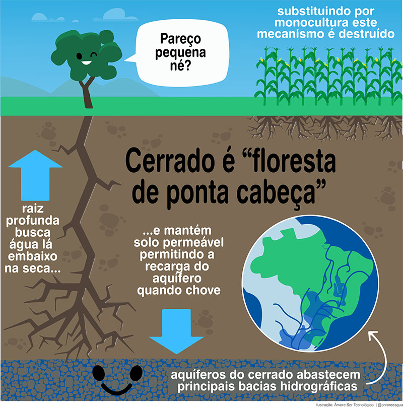 Cerrado é uma floresta de ponta cabeça