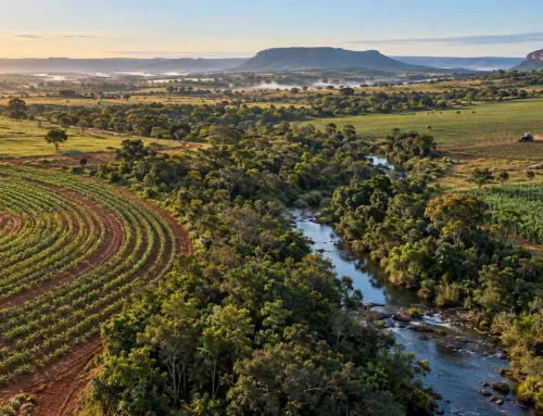 Agropecuária no Cerrado: impactos, desafios e soluções